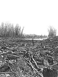 huge mass of timber on the Red River