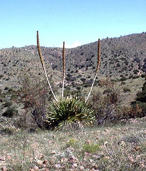 photo of sotol