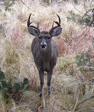 photo of a Carmen deer int he Chisos Mountains
