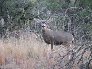 photo of a mule deer in the Davis Mountains