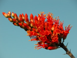 photo of flowering ocotillo 