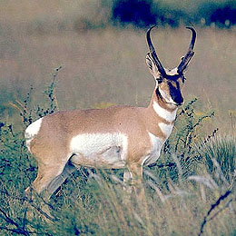 Photo of antelope