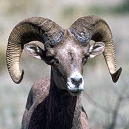 Photo of bighorn sheep