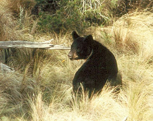 photo of a bear