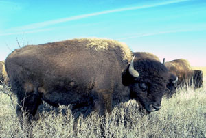 photo of a herd of grazing bison