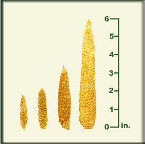 Diagram showing the evolution of the size of corn