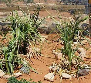 Photo of Indian corn growing in an experimental plot in the Southwest
