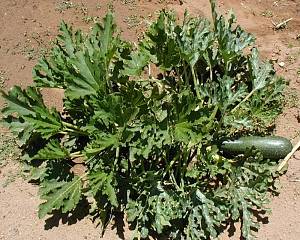 Photo of squash growing in an experimental plot in the Southwest