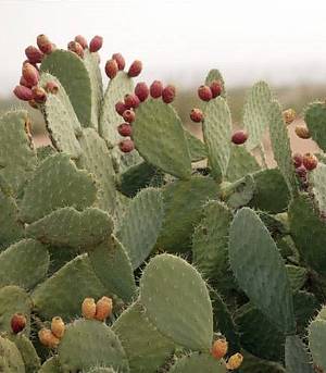 photo of prickly pear