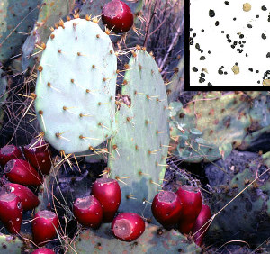 cactus-prickly-pear
