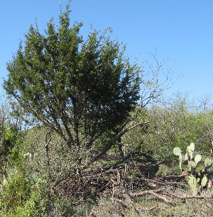 juniper-swd