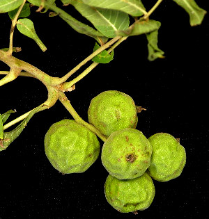 little-walnut-fruit-dering
