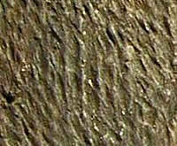 Close-up view of the texture created by cordmarks on an ancient pot