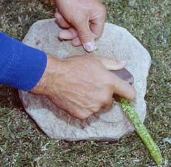 separating yucca fibers