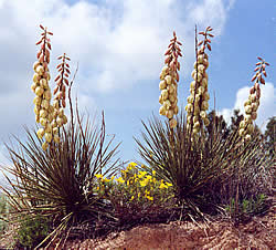 yucca plant