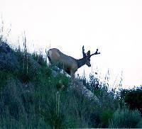 photo of a buck