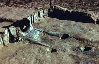 Photo of Entrance and front wall of picket-wall house at Jack Allen site.