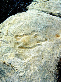 Oblique photo of boulder with turtle design.