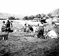 B&W photo of group of people digging in field with 1950s cars parked behind them.