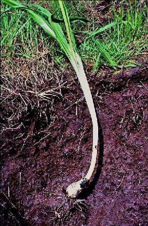 camas-depth