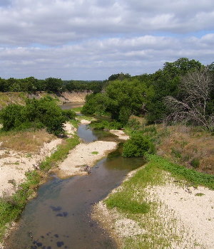 bosque-kk