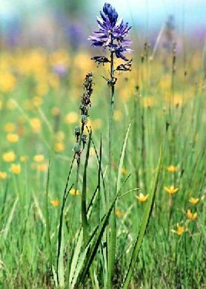 camas-flower