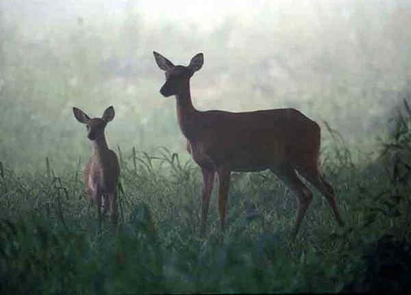 white-tail deer