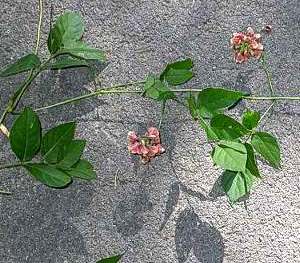 groundnut