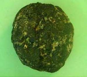 groundnut-tuber-ML195