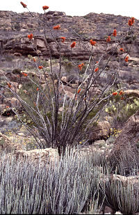 photo of ocotillo plant