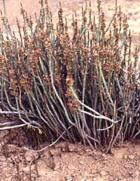 photo of candelilla plant