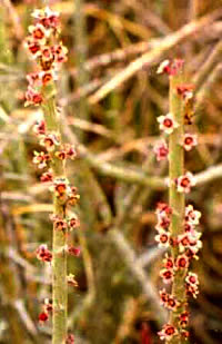 photo of cadelilla flowers