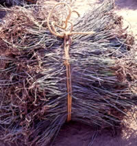 photo of bundles of plant