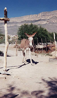 Photo of a burro