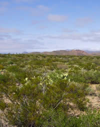 photo of creosote