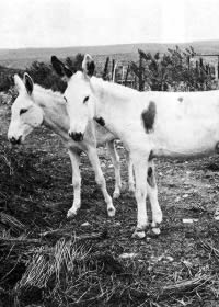 photo of burros