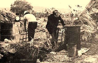 photo of workers working with candelilla