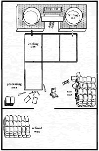 drawing of Casner wax plant