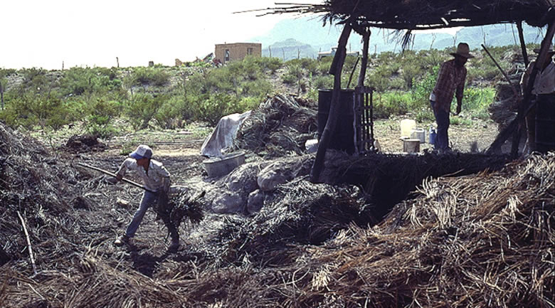 Photo of a candelillero emptying the vat