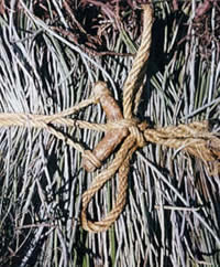 Photo of a candelilla bundle