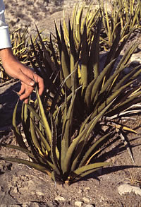 photo of a lechuguilla