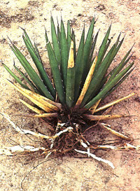 photo of lechugilla plant