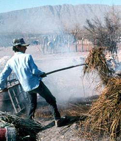 photo of a worker with candelilla