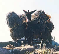 photo of a mule