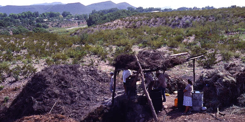 Photo of workers at a wax camp near San Carlos, Chihuahua, Mexico