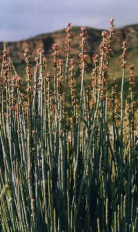 photo of candelilla plant