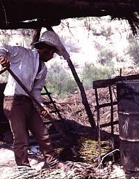 photo of a worker forking candelilla