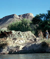 photo of burros along a river