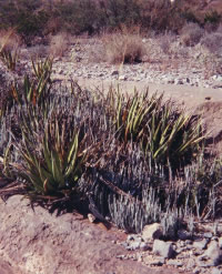 Photo of candelilla and lechuguilla 