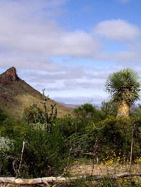 photo of the Chihahuan desert